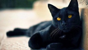 Veterinário dá dicas para proteger gato preto na sexta-feira 13 e ajuda a desmitificar preconceitos(Imagem:Divulgação)