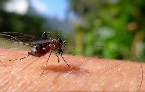 O estado concluiu a 45ª Semana Epidemiológica de 2023 com 5.149 casos de dengue confirmados.(Imagem:Divulgação)