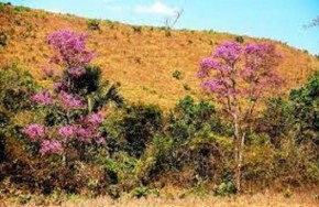 Semarh promove 1º Seminário sobre sustentabilidade e potencial dos Cerrados do Piauí em Bom Jesus(Imagem:Divulgação)