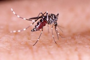 Profissionais de saúde alertam para ressurgimento do tipo 3 da dengue.(Imagem:Divulgação)