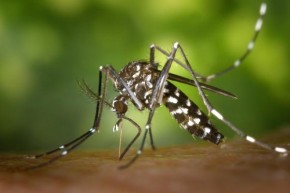 Piauí segue com redução de notificações de Dengue, Zika e Chikungunya(Imagem:Divulgação)