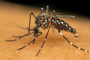 Piauí apresenta aumento de casos de dengue e chikungunya, diz Sesapi(Imagem:Divulgação)