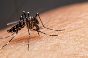 Piauí segue com redução de notificações de dengue, zika e chikungunya(Imagem:Divulgação)