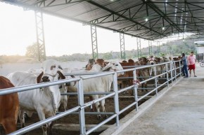 Agropecuária é o setor com maior queda da taxa de ocupação no Piauí, aponta IBGE(Imagem:Divulgação)