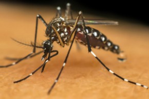 Prevenção ainda é a maior arma contra o Aedes aegypti.(Imagem:Divulgação)