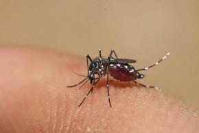 Lacen-PI define grupos prioritários que serão testados para doenças transmitidas pelo Aedes aegypti(Imagem:Divulgação)