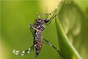 Teresina registra quinta morte por chikungunya e casos chegam a 2,2 mil(Imagem:Divulgação)