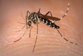 Teresina registra aumento alarmante de casos de Chikungunya: mais de 1.380 infectados em seis meses(Imagem:Divulgação)