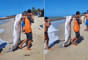 Gigante do Delta do Parnaíba, peixe pesa mais de 100 kg(Imagem:Reprodução)