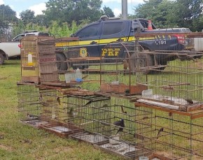 PRF e ICMBio combatem caça ilegal e tráfico de animais no Piauí e Ceará(Imagem:Divulgação)