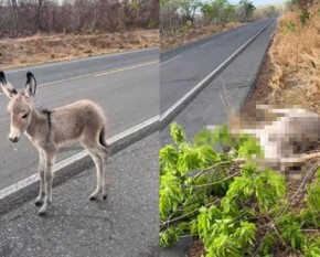 Filhote de jumento é resgatado por viajantes após mãe ser atropelada na PI-140, em Floriano.(Imagem:Reprodução)