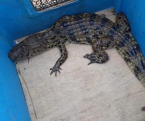 O Batalhão da Polícia Ambiental (BPA) no Piauí capturou, em menos de 24 horas, dois jacarés de porte médio em Teresina. Segundo a polícia, o resgate desses animais se torna mais co(Imagem:Reprodução)