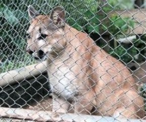 Semar pede abertura de inquérito para apurar morte de onça do Zoobotânico(Imagem:Reprodução)