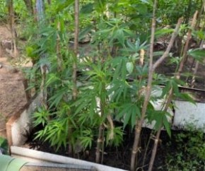 Casal é preso com plantação de maconha em Floriano(Imagem:Divulgação)