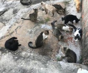 A Polícia Civil abriu um inquérito para investigar a morte de pelo menos dez gatos nos últimos dois meses no Centro Administrativo, Centro de Teresina. A suspeita é que os animais(Imagem:Reprodução)