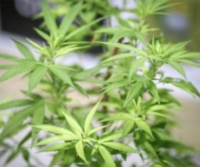 Um projeto de lei apresentado na Assembleia Legislativa do Piauí (Alepi), nesta terça-feira (21), incentiva a realização de pesquisas científicas com Cannabis sativa para fins medi(Imagem:Reprodução)