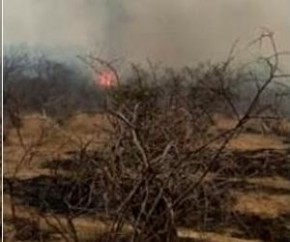 Incêndio dura 5 dias e ameaça três cidades no Norte do Piauí(Imagem:Reprodução)