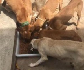 O G1 procurou também Fernando Machado. O protetor alegou que realizou a campanha de doação para os cães enquanto estava com eles, que foi quando os animais foram resgatados. Ele ai(Imagem:Reprodução)