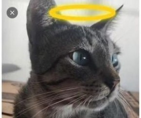 Envenenamento mata gato no litoral do Piau&iacute;; cidade soma mais de 25 mortes suspeitas desde abril.(Imagem:Divulga&ccedil;&atilde;o/PCPI)