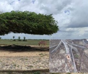 O secretário de Turismo, Flávio Júnior, ressalta que o espaço no qual está localizada a Árvore Penteada passará por obras de urbanização. As obras deverão ser iniciadas no primeiro(Imagem:Reprodução)