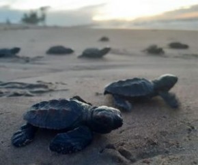 ?Nosso litoral é berçário, mas a maior a concentração de ninho é na praia do Arrombado. Aqui ocorrem as 5 espécies de tartarugas vistas no país, mas são mais comuns a de pente, oli(Imagem:Reprodução)