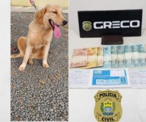 Segundo o Grupo de Repressão ao Crime Organizado (Greco), da Polícia Civil, a mulher iniciava a negociação em um site de classificados na internet e marcava para entregar o animal(Imagem:Reprodução)