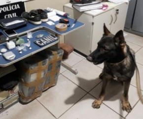 Cão farejador ajuda polícia a encontrar drogas em Picos.(Imagem:Polícia Civil)