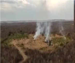 Polícia queima plantação com 170 mil pés de maconha em Campinas do Piauí(Imagem:Divulgação)