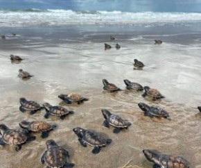 De acordo com a vice-presidente do Instituto Tartarugas do Delta, Werlanne Magalhães, de janeiro a julho, o litoral do Piauí funciona como berçário de tartaruga marinha. O ninho nã(Imagem:Reprodução)