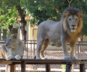 O Parque Zoobotânico será transformado para o modelo de bioparque, estando entre os conceitos mais modernos de interação do ser humano com a fauna e a flora. Os recintos devem ser(Imagem:Reprodução)