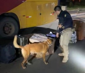 PRF apreende maconha e cocaína despachadas em ônibus durante fiscalização na BR 230, em Floriano.(Imagem:Divulgação/PRF)