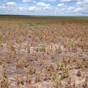 Defesa Civil faz alerta para período de seca no Piauí com a chegada do fenômeno El Niño(Imagem:Reprodução)