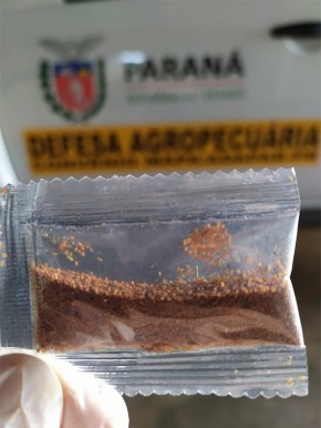 Adapi faz alerta fitossanitário sobre sementes misteriosas e pede que não sejam plantadas(Imagem:Reprodução)