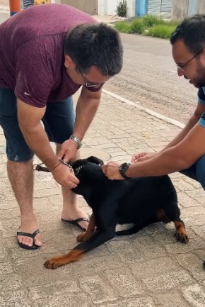 Campanha de Vacinação Antirrábica imuniza 1.500 cães e gatos em Barão de Grajaú.(Imagem:Reprodução/Instagram)
