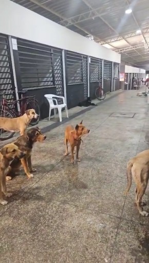 Mercado Público de Floriano aplicará punição a comerciantes que alimentarem animais nas dependências.(Imagem:Reprodução)