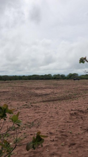 Período chuvoso inicia plantio do caju no Piauí que tem expectativa de produção para a agricultura.(Imagem:Divulgação)