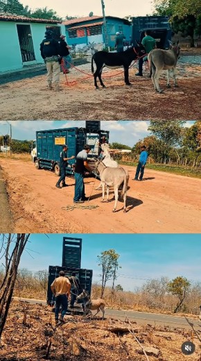 PRF e Centro de Zoonoses realizam ação conjunta em Floriano para recolhimento de animais soltos nas vias(Imagem:Reprodução/Instagram)