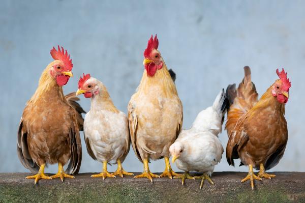 Governo do Piauí deve decretar estado de emergência por conta da gripe aviária.(Imagem:Pixabay)