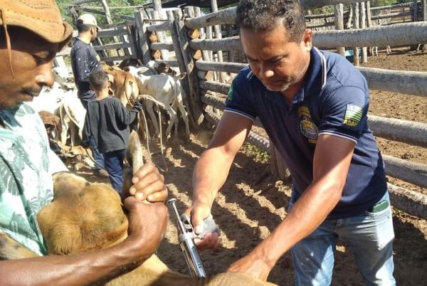 O serviço é realizado pela Adapi em propriedades rurais com maior risco para a febre aftosa.(Imagem:Divulgação)