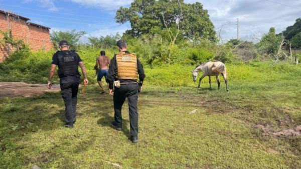 SSP cumpre mandado de busca contra investigados por deixar animais soltos em vias p&uacute;blicas em Floriano.(Imagem:Ascom SSP-PI)