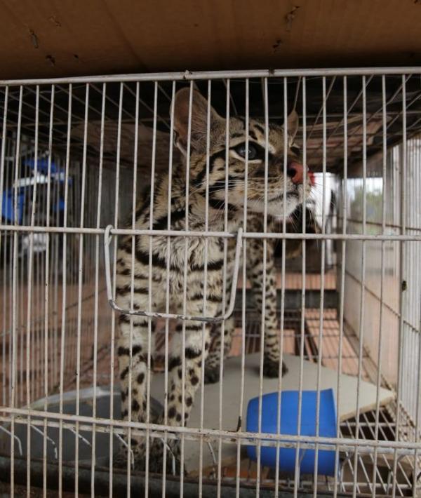 Batalhão Ambiental recolhe jaguatirica após entrega voluntária no Piauí.(Imagem:Soldado Israel/ BPA)