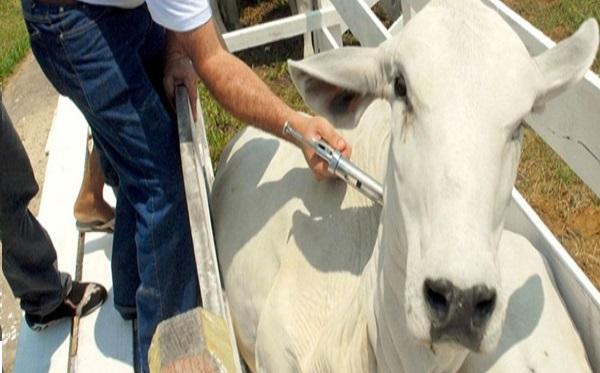 A meta é imunizar cerca de 2 milhões de bovinos e bubalinos até o dia 30 de abril. O prazo para vacinação é improrrogável.(Imagem:Reprodução)