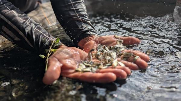 Alevinos da esp&eacute;cie tambatinga s&atilde;o entregues aos agricultores familiares(Imagem:Geirlys Silva / SAF)