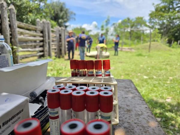 Maior investiga&ccedil;&atilde;o sanit&aacute;ria confirma baixo risco de doen&ccedil;as no rebanho bovino do Piau&iacute;(Imagem:Ascom Sada)