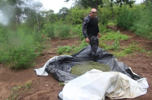  Polícia Militar encontra e incinera plantação de maconha com 2 hectares na zona rural de Paulistana, no Piauí.(Imagem: Polícia Militar )