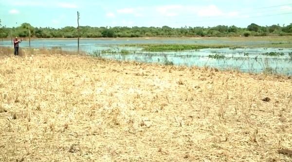 Chuvas causam prejuízos para produtores de arroz do Norte do Piauí(Imagem:TV Clube)