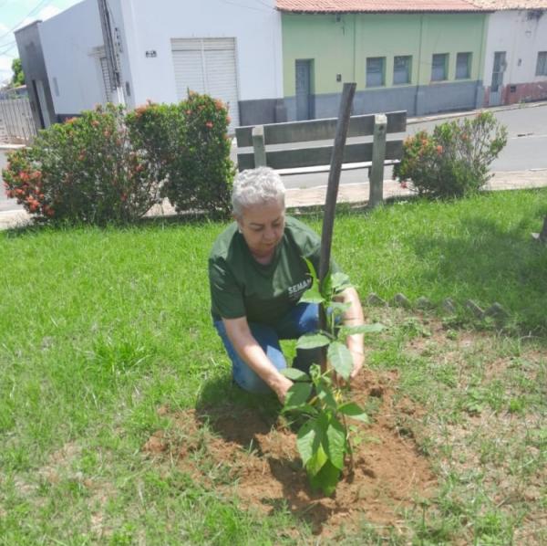 SEMAN inicia reposição de mudas de plantas em praças e rotatórias da cidade.(Imagem:Secom)