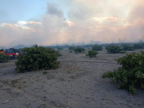 Incêndio destrói roças de caju e apiários na zona rural de Monsenhor Hipólito.(Imagem:Corpo de Bombeiros)