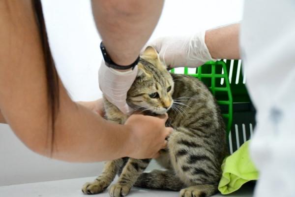 Prefeito Antônio Reis visita o Centro de Zoonoses e acompanha avanços no atendimento gratuito a animais(Imagem:Secom)