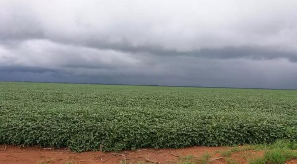 Área de soja plantada no Sul do Piauí.(Imagem:Altair Franco/ Arquivo Pessoal)